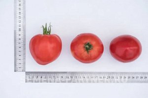 Томат Деметра F1 / Гибриды томата с массой плода 100-250 г