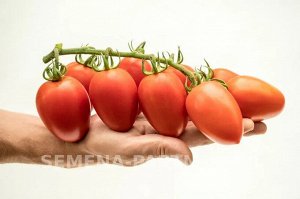 Томат Марселон F1 / Гибриды томата с массой плода 100-250 г