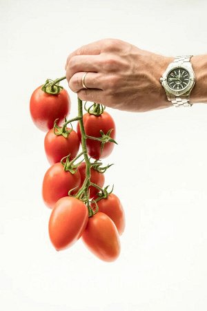 Томат Марселон F1 / Гибриды томата с массой плода 100-250 г