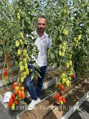 Томат Царское Искушение F1 / Гибриды томата с массой плода 100-250 г