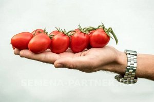 Томат Черри Валя F1 / Гибриды томата черри и коктейльные