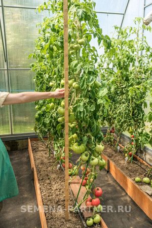 Томат Эволюция F1 / Гибриды биф-томатов с массой плода свыше 250 г