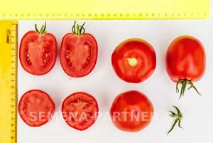 Томат Великосветский F1 / Гибриды томата с массой плода 100-250 г