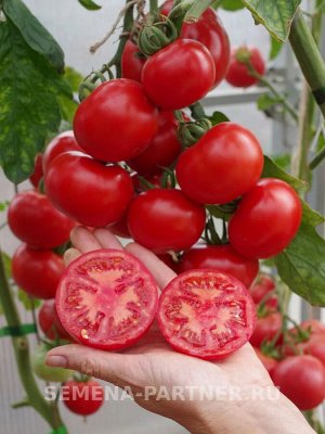 Томат Мирандалина F1 / Гибриды томата с массой плода 100-250 г