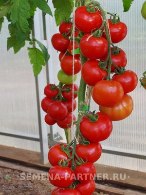Агрофирма Партнёр Томат Мирандалина F1 Гибриды томата с массой плода 100-250 г