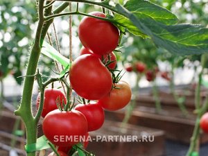 Томат Северный Экспресс F1 / Гибриды томата с массой плода 100-250 г