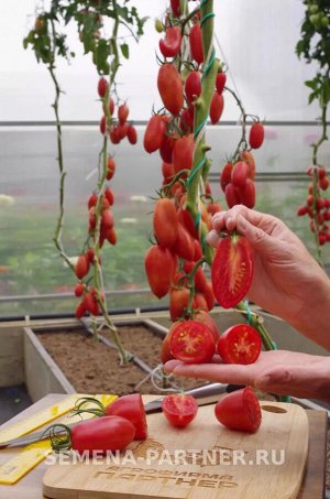 Томат Леон F1 / Мелкоплодные гибриды томата с массой плода до 100 г