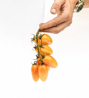 Томат Котя F1 / Гибриды томата с желто-оранжевыми плодами
