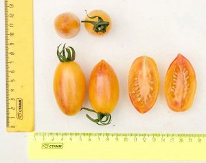 Томат Котя F1 / Гибриды томата с желто-оранжевыми плодами
