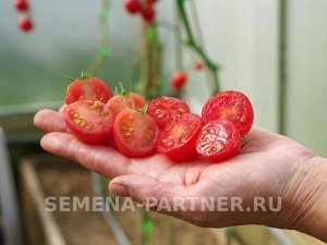 Томат Зимняя Вишня F1 / Гибриды томата черри и коктейльные