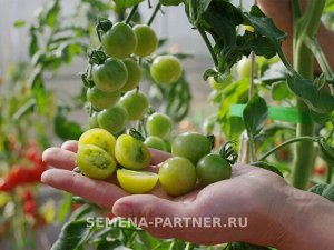 Агрофирма Партнёр Томат Фростед сорт томата