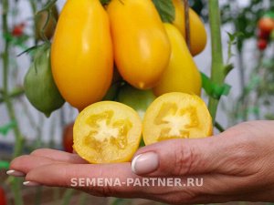 Томат Желтая Нежность / Сорт томата