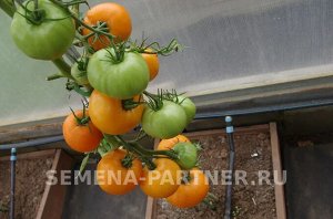 Томат Золотой Орфей / Сорт томата