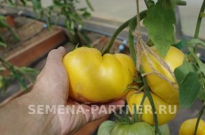 Томат Прелесть Роузы / Сорт томата