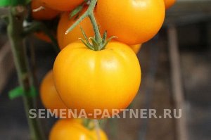 Томат Азоюшка ® / Сорт томата