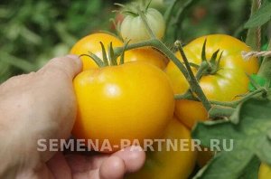 Томат Азоюшка ® / Сорт томата