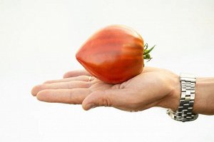 Томат Фиолетовое Сердце / Сорт томата