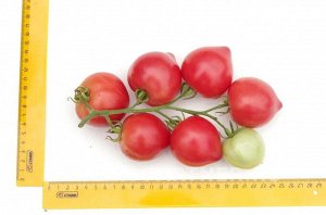 Томат Папина Дочка F1 / Гибриды томата с розовыми плодами