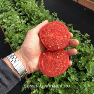 Томат Монгол Карлик ® / Сорта томата для открытого грунта