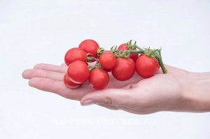 Томат Каменный Цветок F1 / Гибриды томата черри и коктейльные для открытого грунта