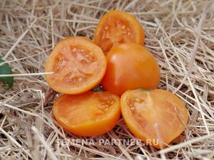 Томат Артистка F1 / Гибриды томата с желто - оранжевыми плодами