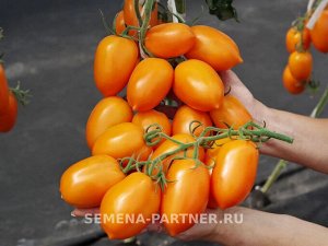 Томат Шурим F1 / Гибриды томата с желто - оранжевыми плодами