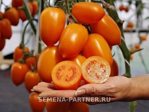 Томат Шурим F1 / Гибриды томата с желто - оранжевыми плодами