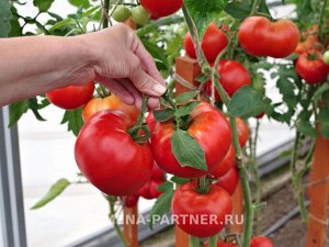 Томат Феодал F1 / Гибриды томата с крупными плодами