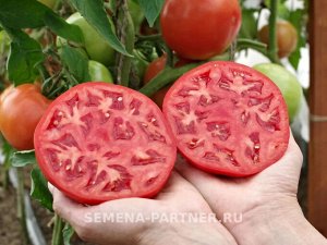 Томат Колорит F1 / Гибриды томата с крупными плодами
