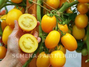 Томат Ренессанс F1 / Гибриды томата с желто - оранжевыми плодами