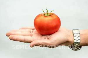 Агрофирма Партнёр Томат Кристиан F1 Скороспелые гибриды томата универсального типа
