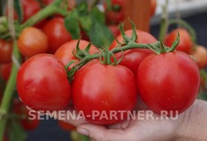 Агрофирма Партнёр Томат Кристиан F1 Скороспелые гибриды томата универсального типа