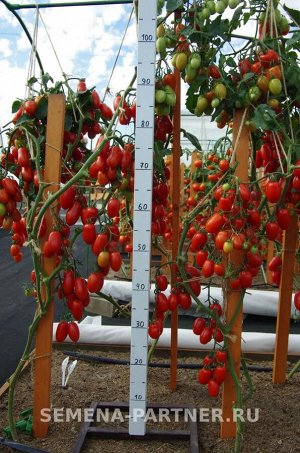 Томат Альфонс F1 / Гибриды томата с необычной формой плодов