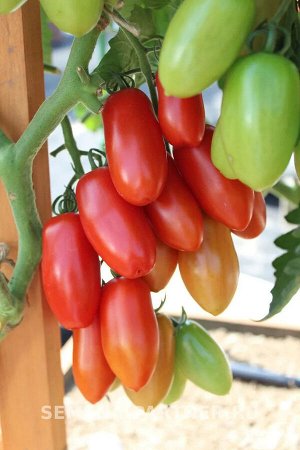 Томат Альфонс F1 / Гибриды томата с необычной формой плодов