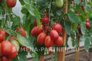 Томат Везувий F1 / Гибриды томата с необычной формой плодов