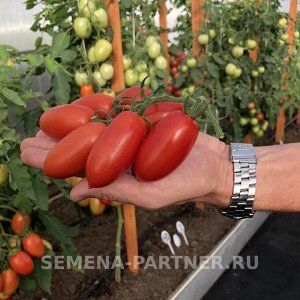Агрофирма Партнёр Томат Джек Пот F1 ® Гибриды томата с необычной формой плодов