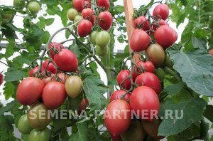 Томат Лапочка F1 / Гибриды томата с необычной формой плодов
