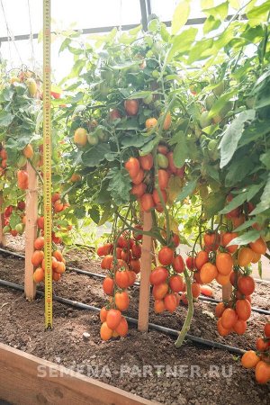 Томат Пламя F1 / Гибриды томата с необычной формой плодов