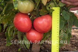Томат Скворец F1 / Гибриды томата с крупными плодами