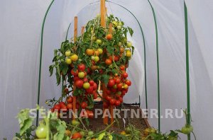 Томат Лимеренс F1 / Гибриды томата с розовыми плодами