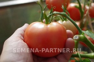 Агрофирма Партнёр Томат Малиновый Мусс F1 Гибриды томата с розовыми плодами