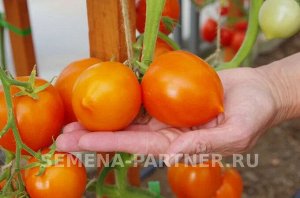 Томат Золотая Миля F1 / Гибриды томата с желто - оранжевыми плодами
