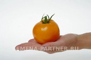 Томат Сувенир F1 / Гибриды томата с желто - оранжевыми плодами