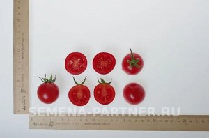 Томат Дирижер F1 / Гибриды томата черри и коктейльные для открытого грунта