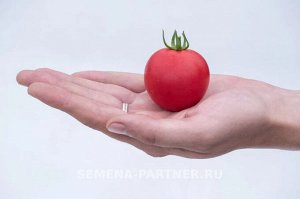 Томат Малиновый Земледелец F1 / Гибриды томата черри и коктейльные для открытого грунта