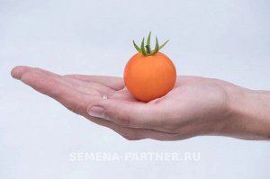 Агрофирма Партнёр Томат Оранжевый Земледелец F1 Гибриды томата черри и коктейльные для открытого грунта