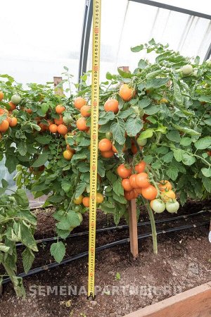 Томат Оранжевый Земледелец F1 / Гибриды томата черри и коктейльные для открытого грунта