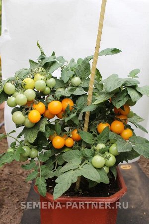 Томат Балконное Чудо (желтый) / Сорта томата для открытого грунта