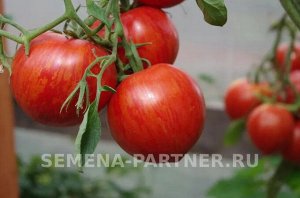 Томат Сердцевидный Полосатый / Сорта томата для открытого грунта