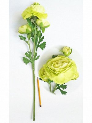 Лютик ( ранункулюс) 3 цветка 64 см цвет салатовый